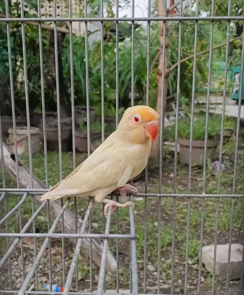 Lovebird pb pf om qu