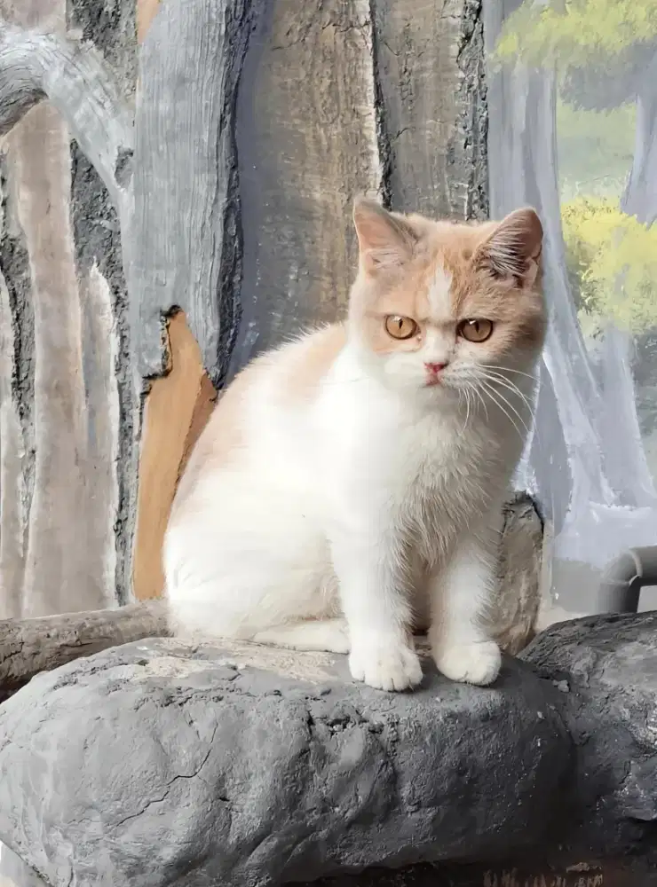 British Shorthair tricolor lilac