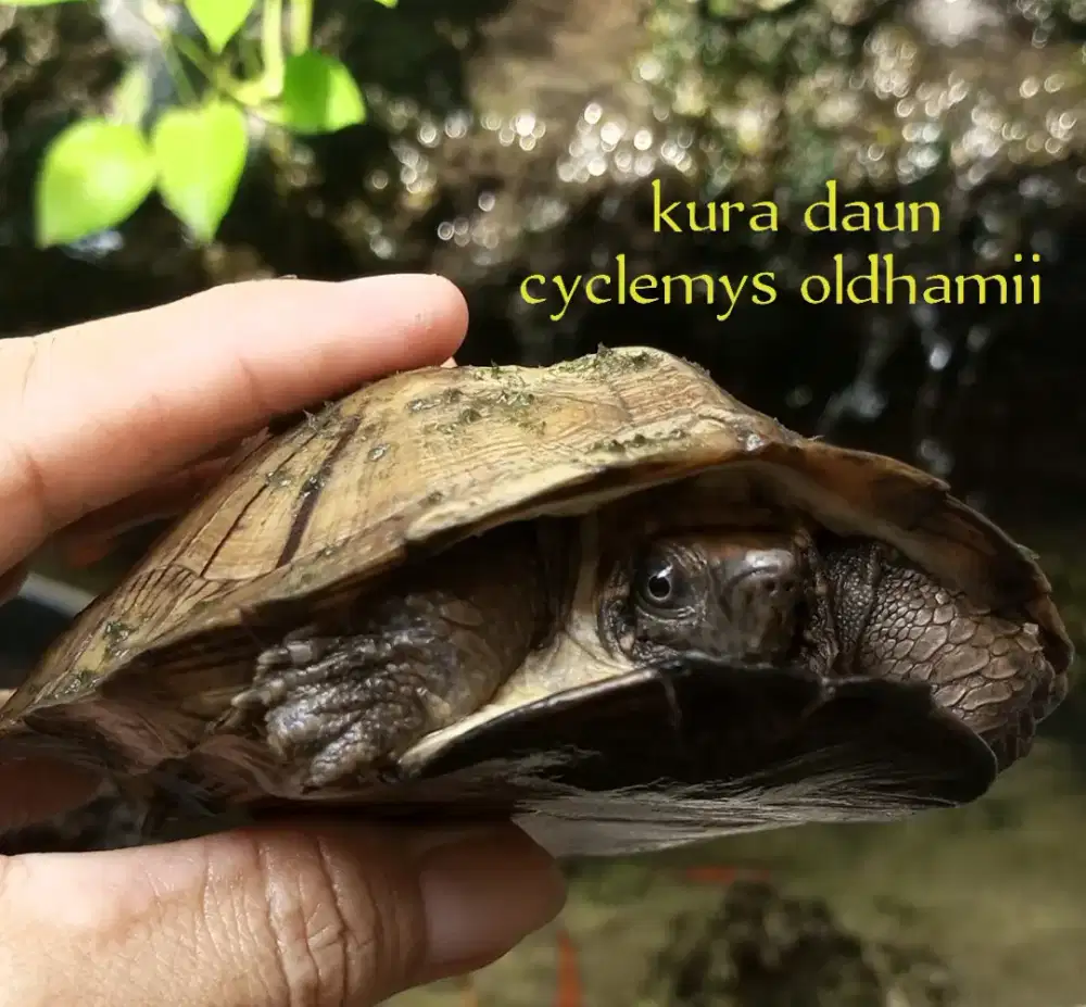 Kura daun oldhamii