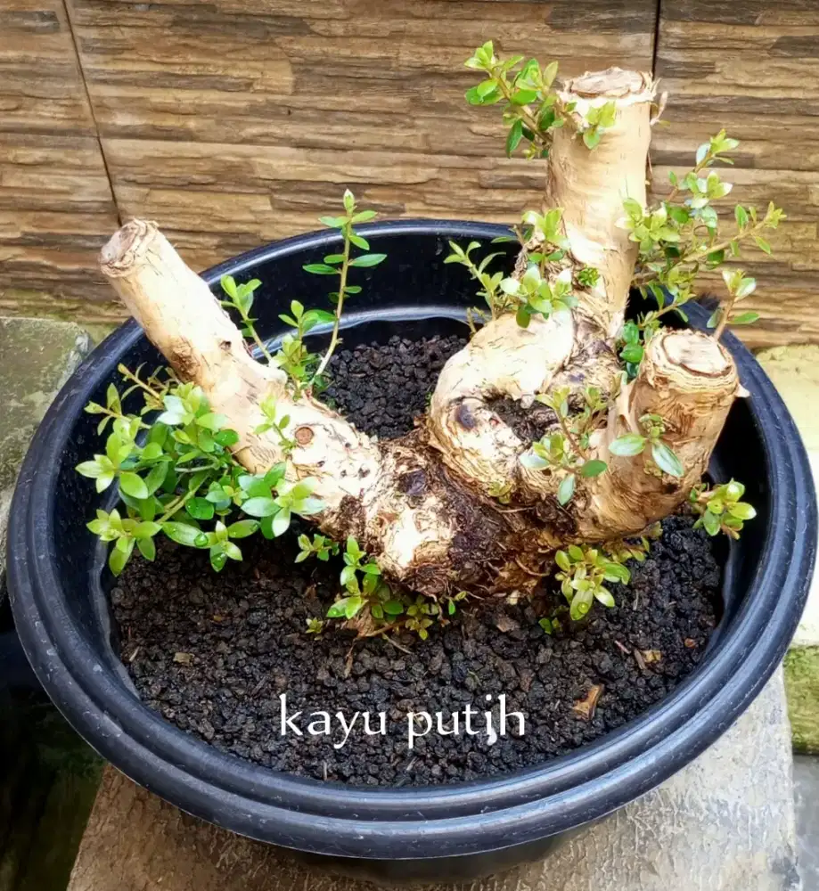 Bonsai kayu putih