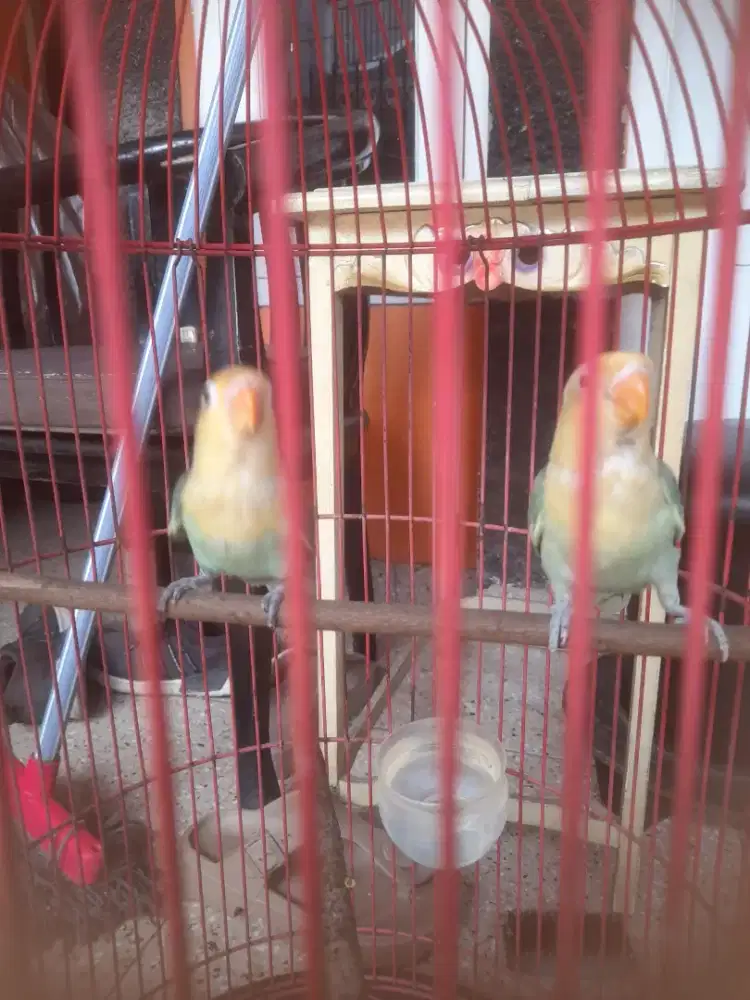 Burung Lovebird sepasang