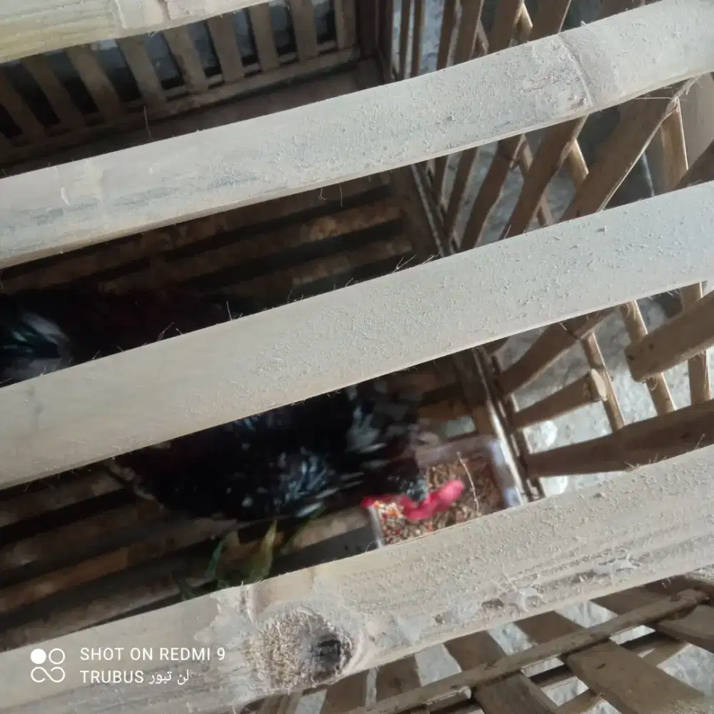 ayam pelung + kandang