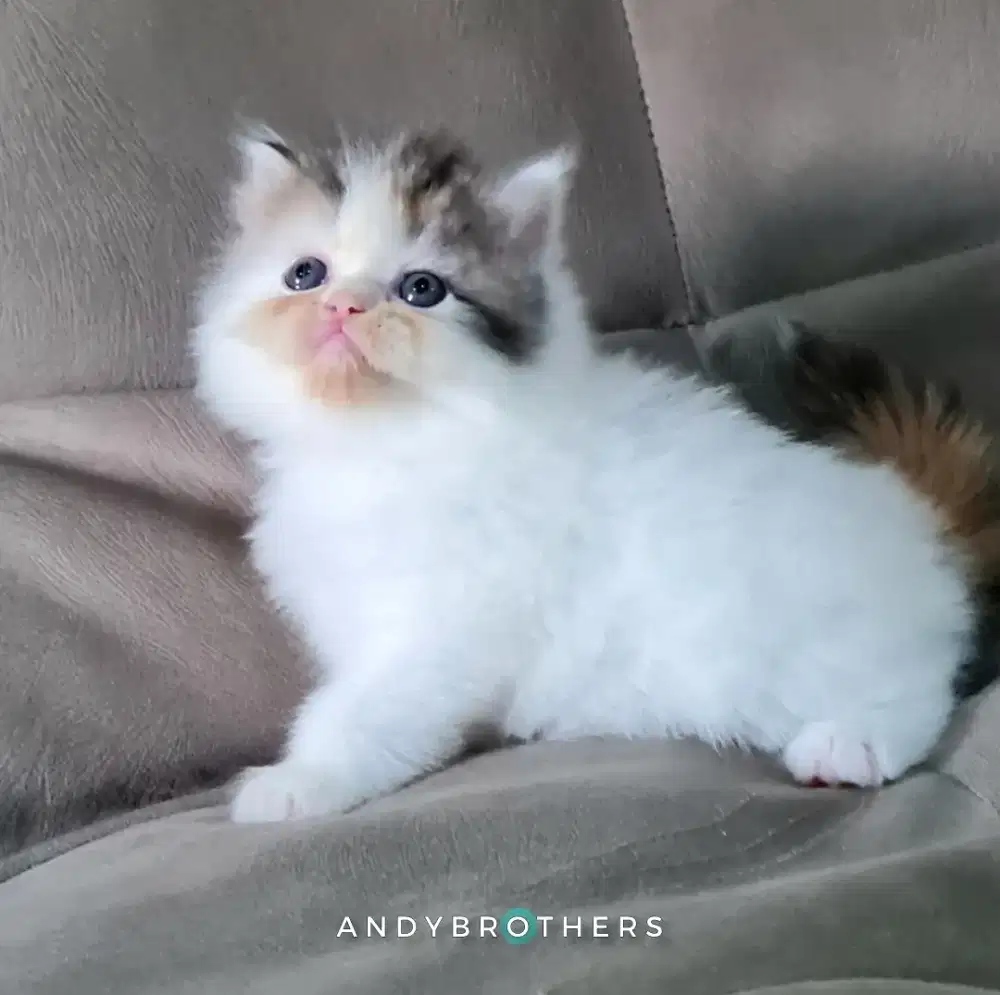 LEPAS ADOPSI Kucing Kitten Persia Flatnose x Peaknose Longhair BETINA