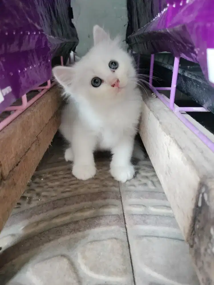 Munchkin Non Standar betina