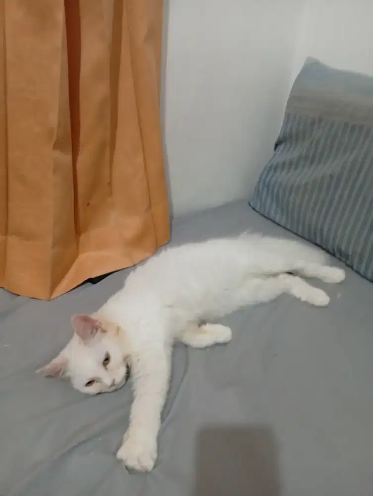 Di jual kucing beserta tas dan pasir dan perlengkapan makan makan nya