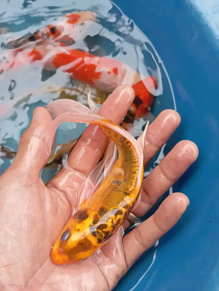 Jual ikan koy 15-20cm