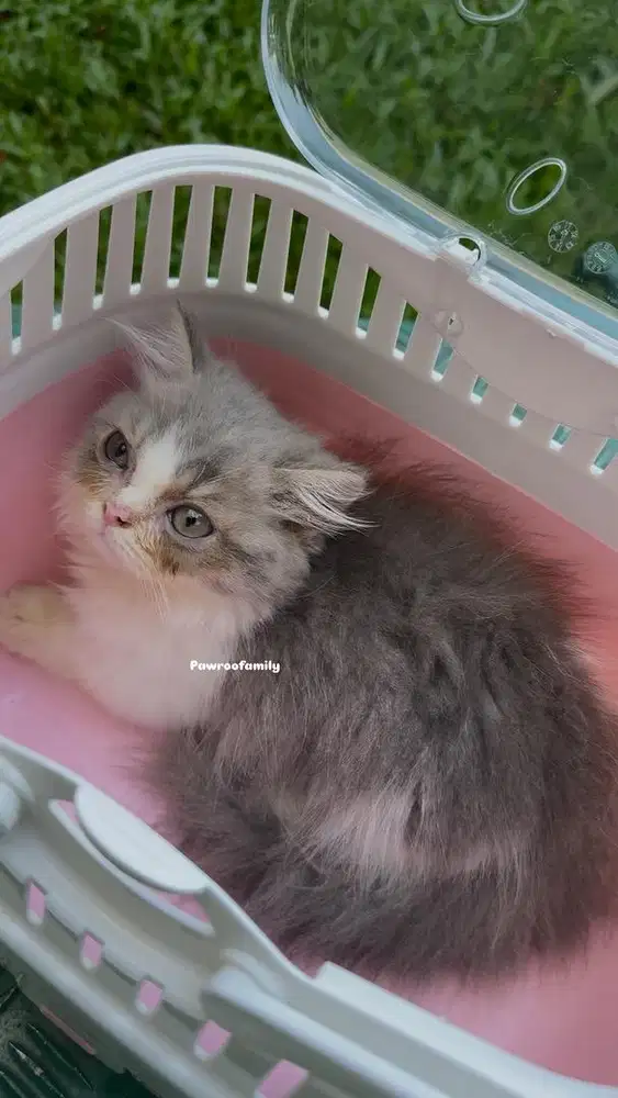 Munchkin BLH keturunan Munchkin BSH