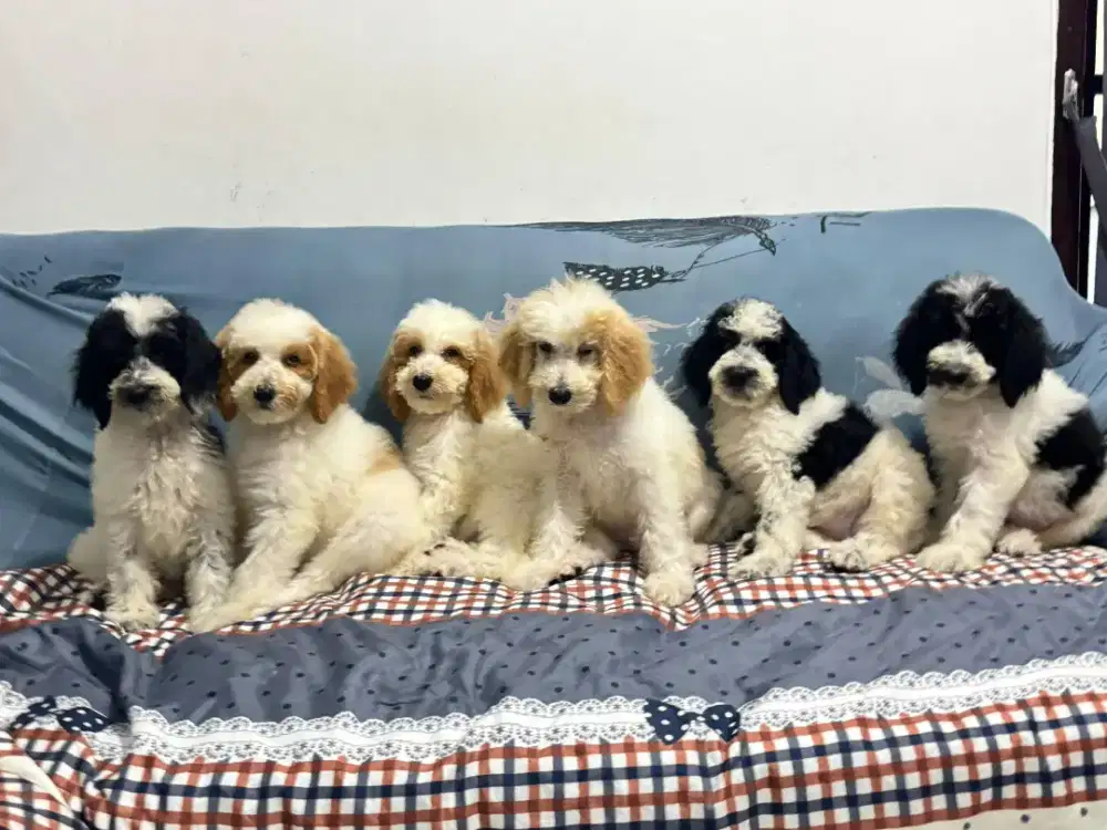 Giant poodle ada jantan dan betina