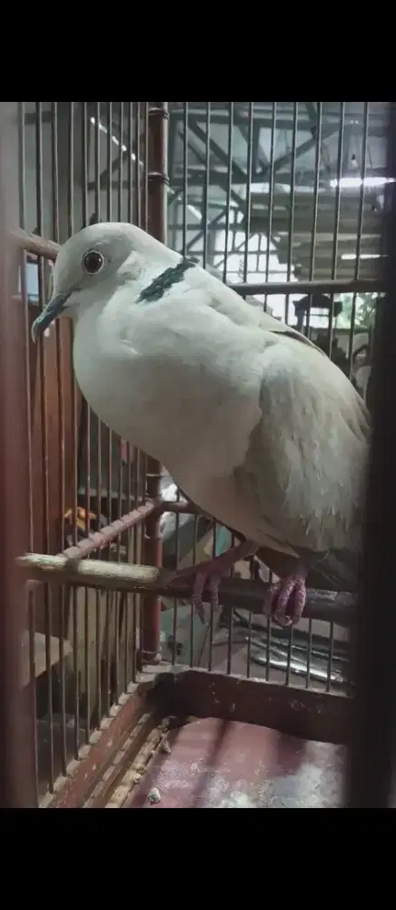 Burung puter kukgeruk