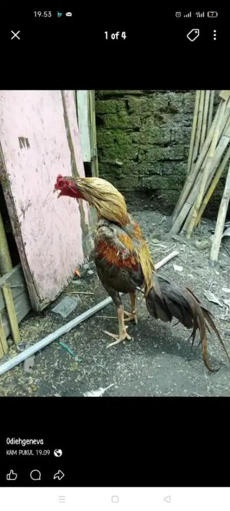 Jual ayam Bangkok