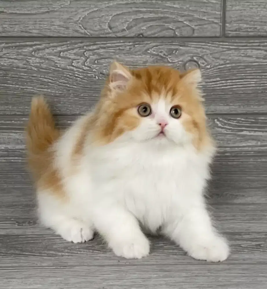 DIJUAL ANAK KUCING PERSIA