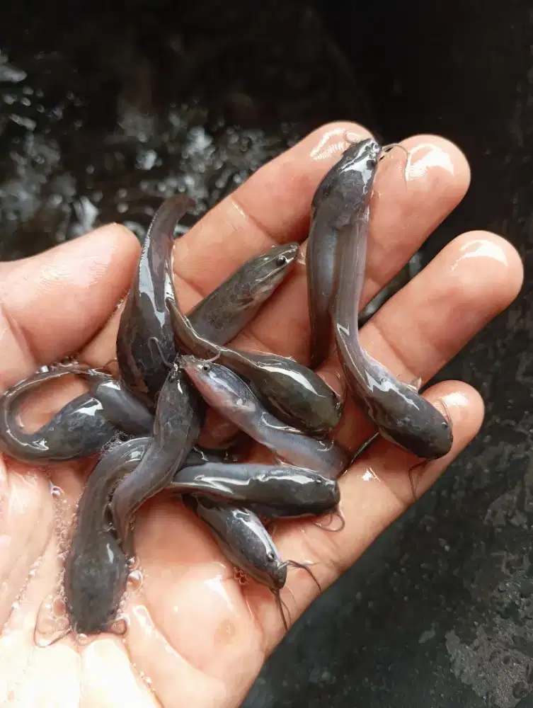 Lele ikan lele bibitan, jual partai banyak/eceran perkntong isi 200e