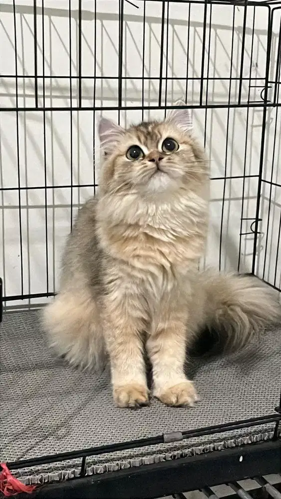 British longhair golden betina