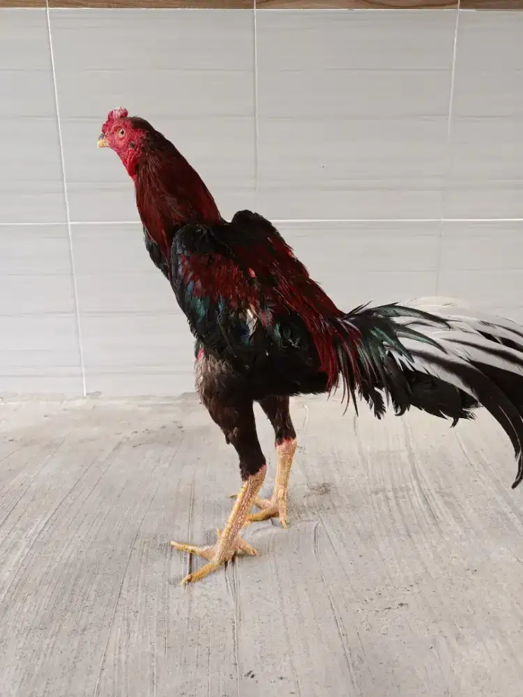 Ayam Bangkok Super Trad