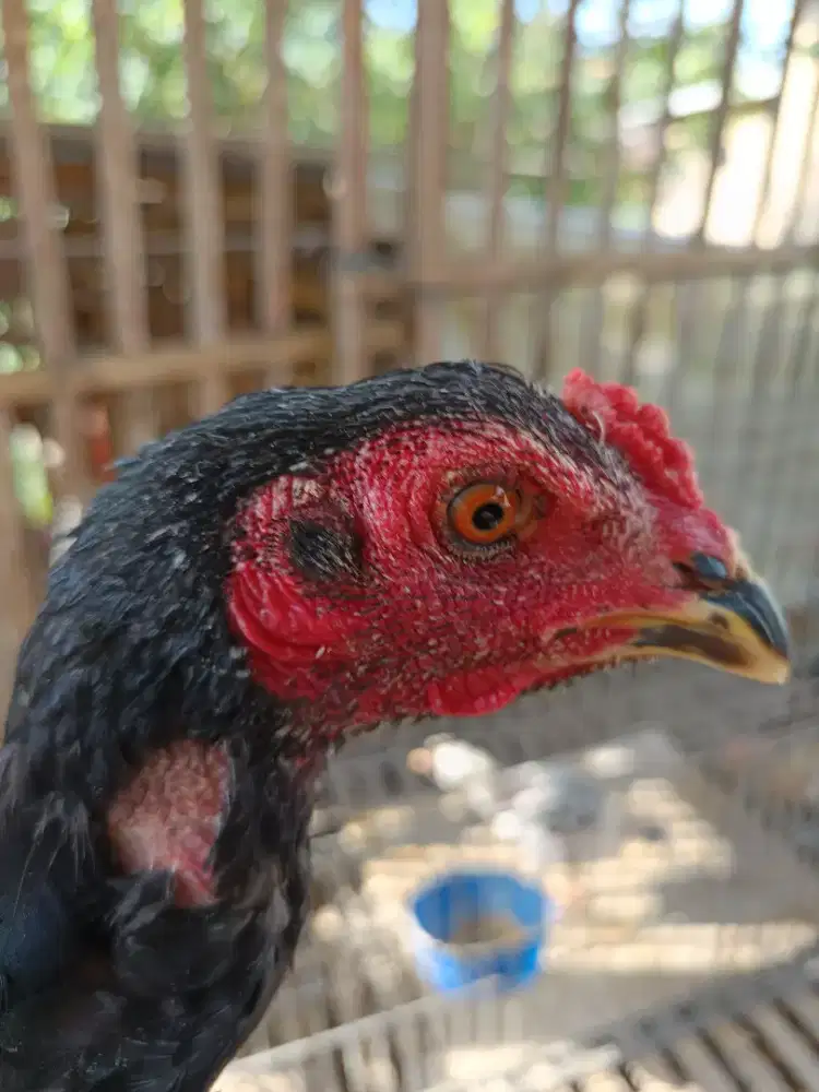 Ayam Pakhoy Betina untuk Breeding