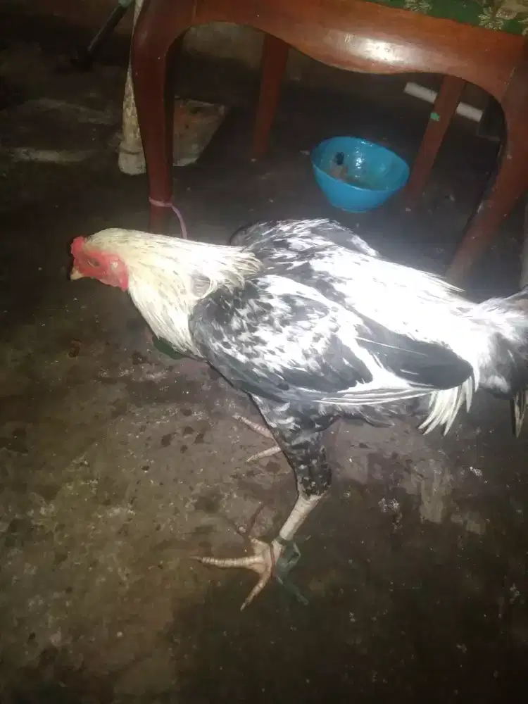 Take all Ayam Bangkok dan ayam kampung jalak