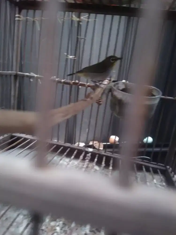 Burung pelci jantan bunyi barter ayam Bangkok betina