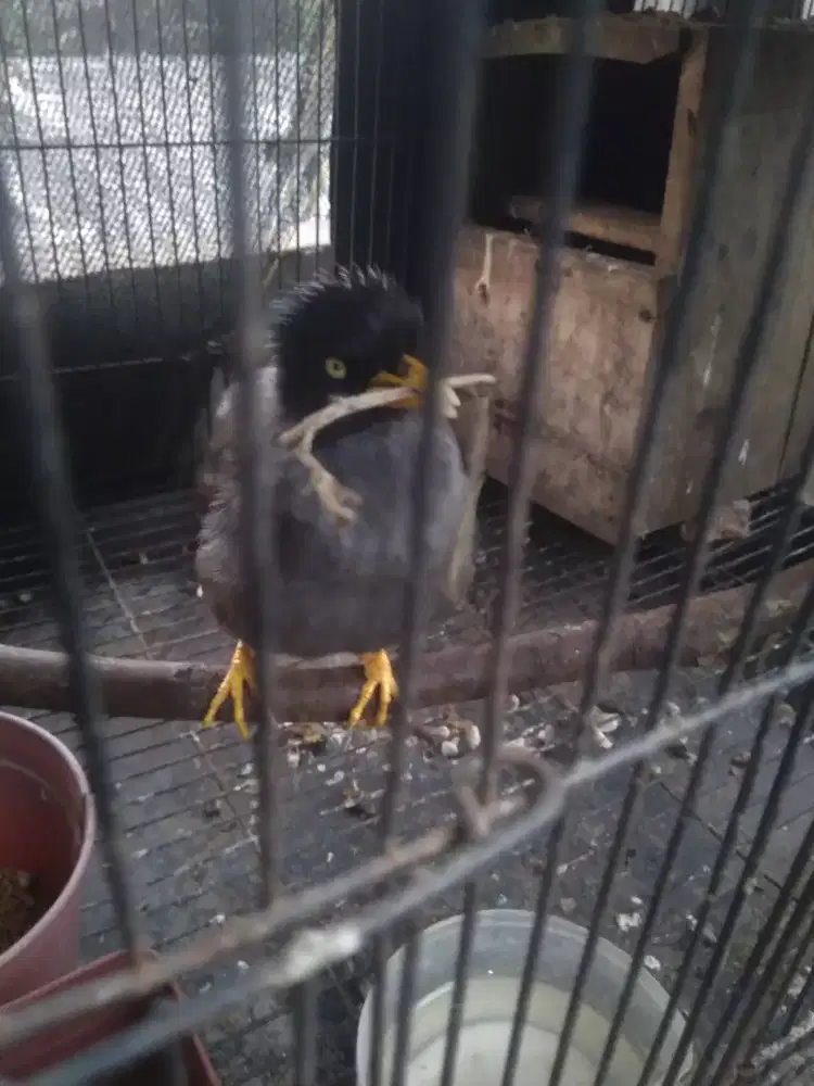 Jalak kebo jantan gacor jinak barter