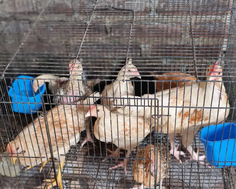 Anak ayam kampung petelur