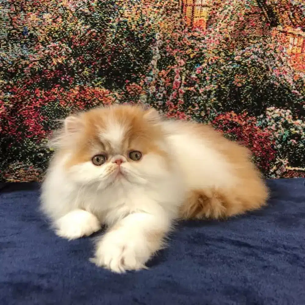 DIJUAL ANAK KUCING PEAKNOSE