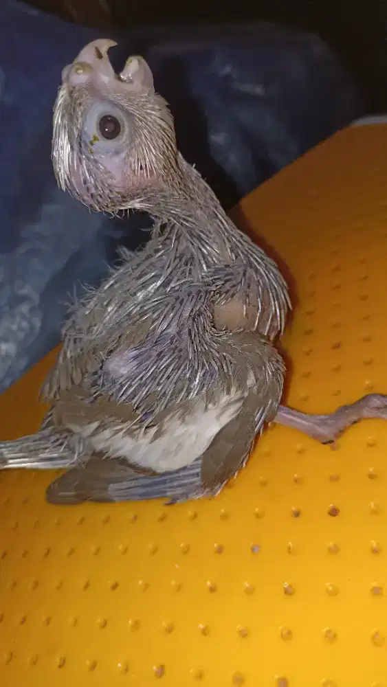 Anakan Falk WF cinnamon jinak