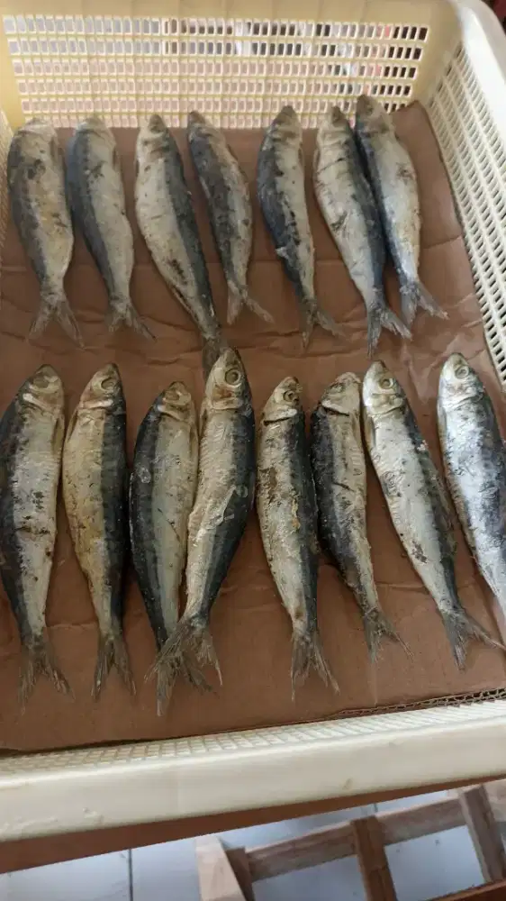 Abong jambrong premium