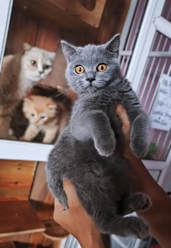 Kucing Kitten British Shorthair Betina