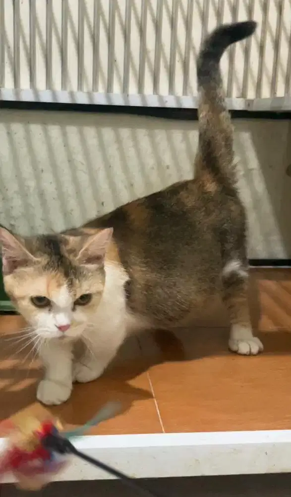 Munckhin bsh hamil besar