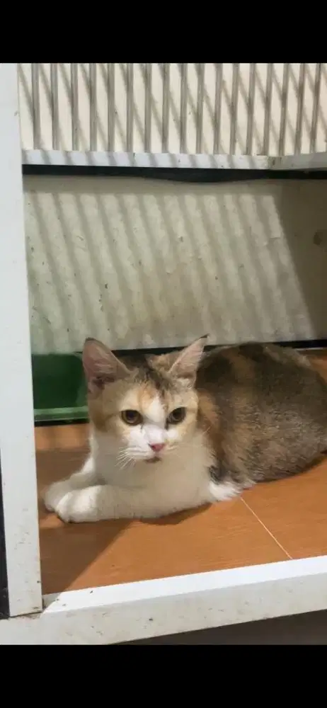 Munckhin bsh hamil besar