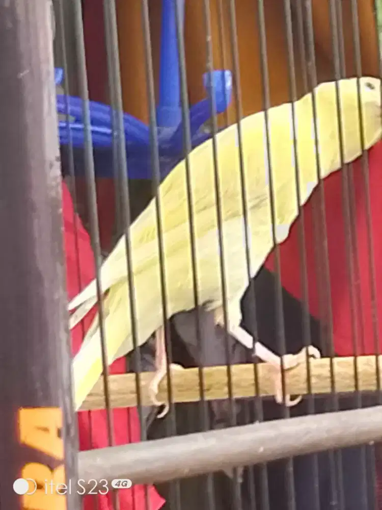 Jual kenari F1 Rasmi jantan muda