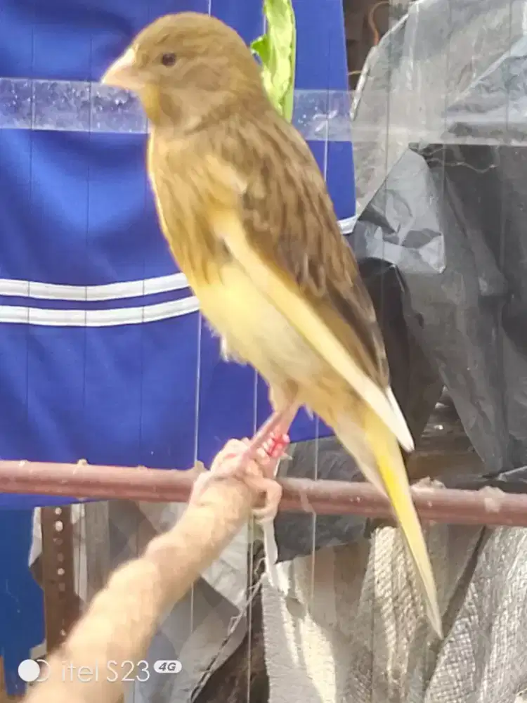 Jual kenari muda F1 Rasmi jantan