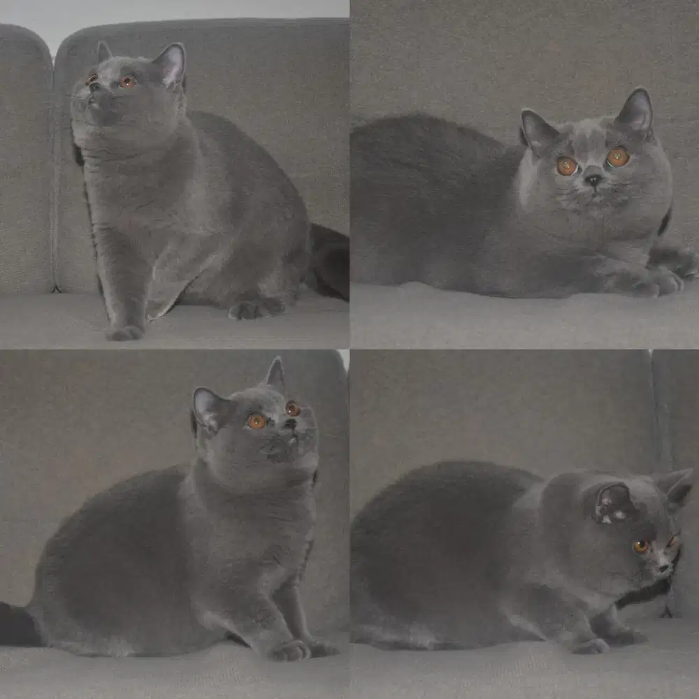British shorthair pedigree
