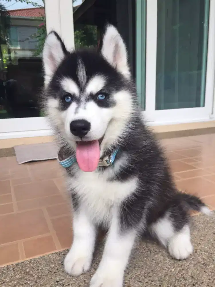 DIJUAL ANJING SIBERIAN HUSKY