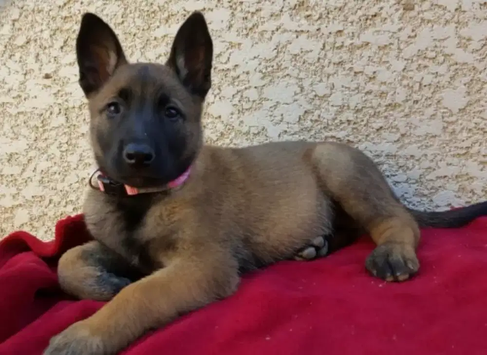 DIJUAL ANJING BELGIAN MALINOIS
