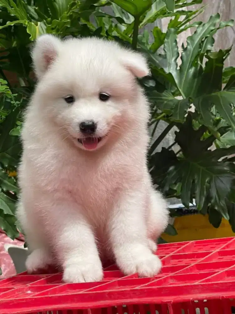 DIJUAL ANJING SAMOYED
