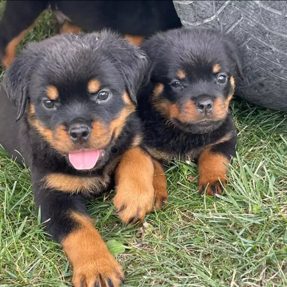 DIJUAL ANJING ROTTWEILER