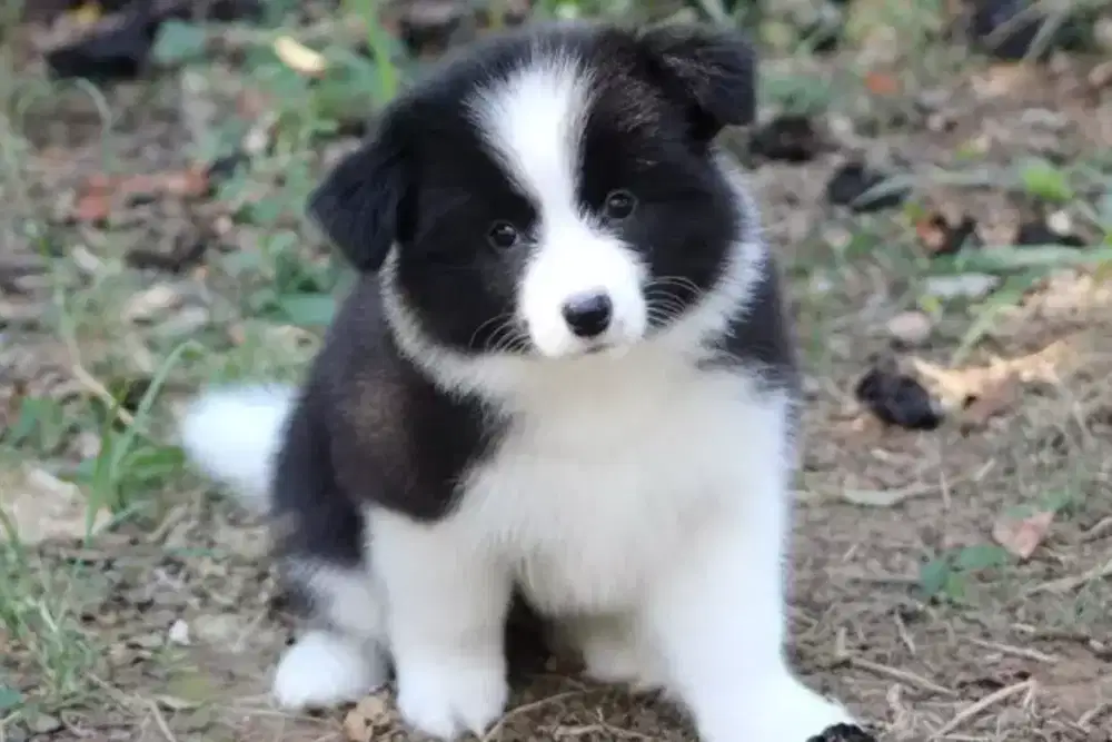 DIJUAL ANJING BORDER COLLIE