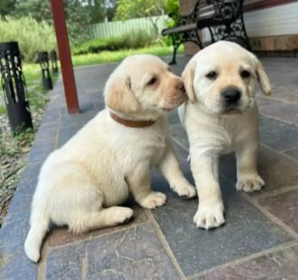 DIJUAL ANJING LABRADOR RETRIEVER