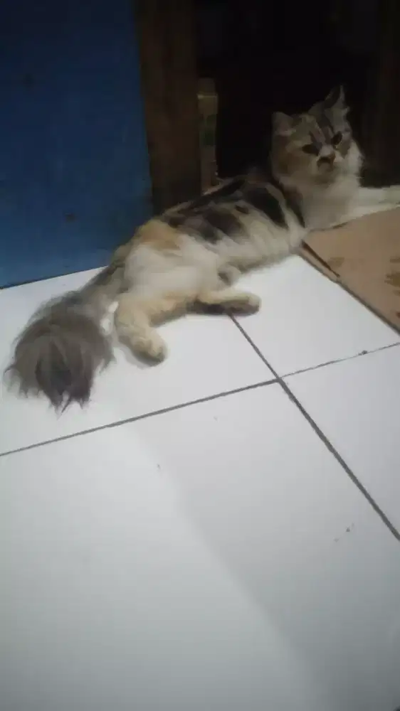 kucing Persia induk + 1kitten 1bln