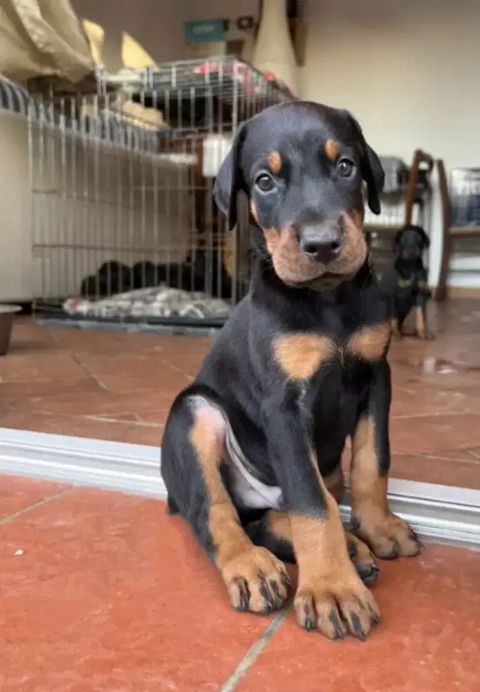 DIJUAL ANJING DOBERMAN