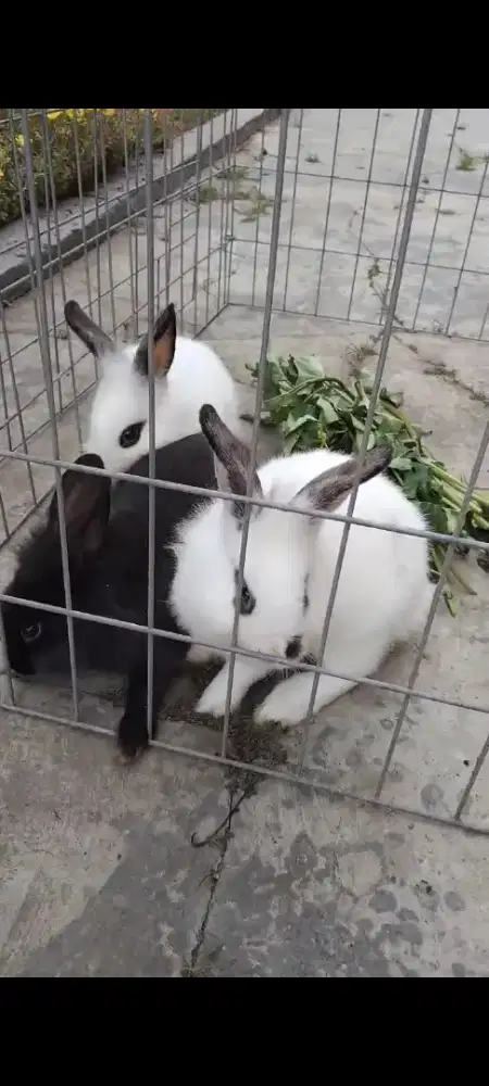 Kelinci anakan 3 ekor