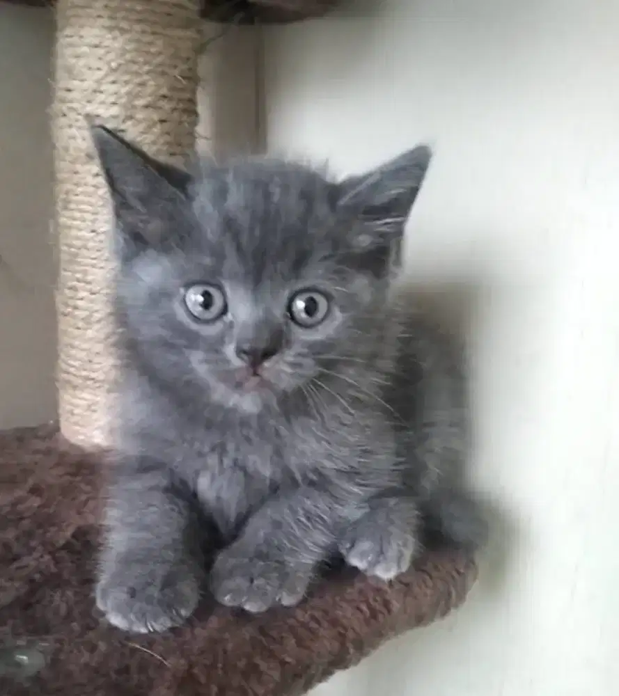 Kucing Persia jantan