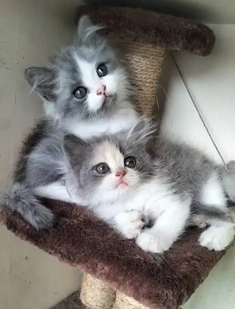 Kucing Persia jantan betina