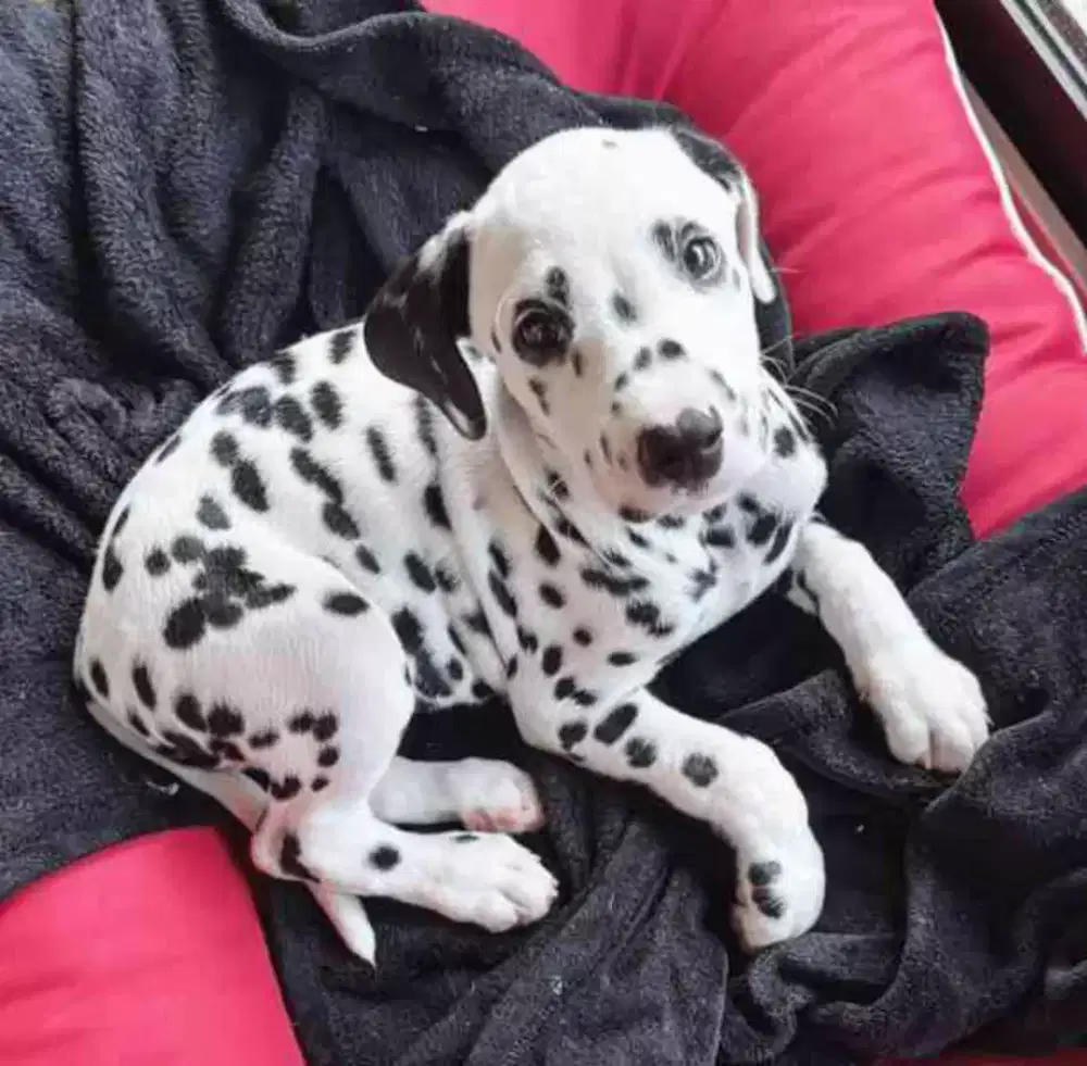 DIJUAL ANJING DALMATION