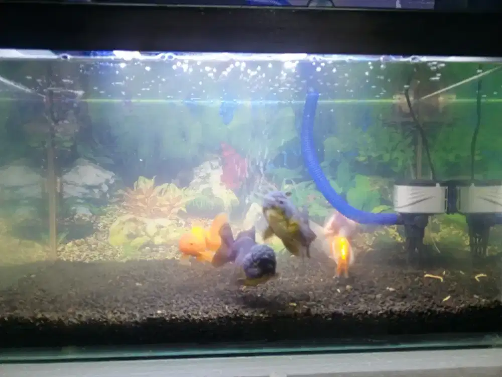 Koki OST, OLT, Rancu Ukr 11/12cm