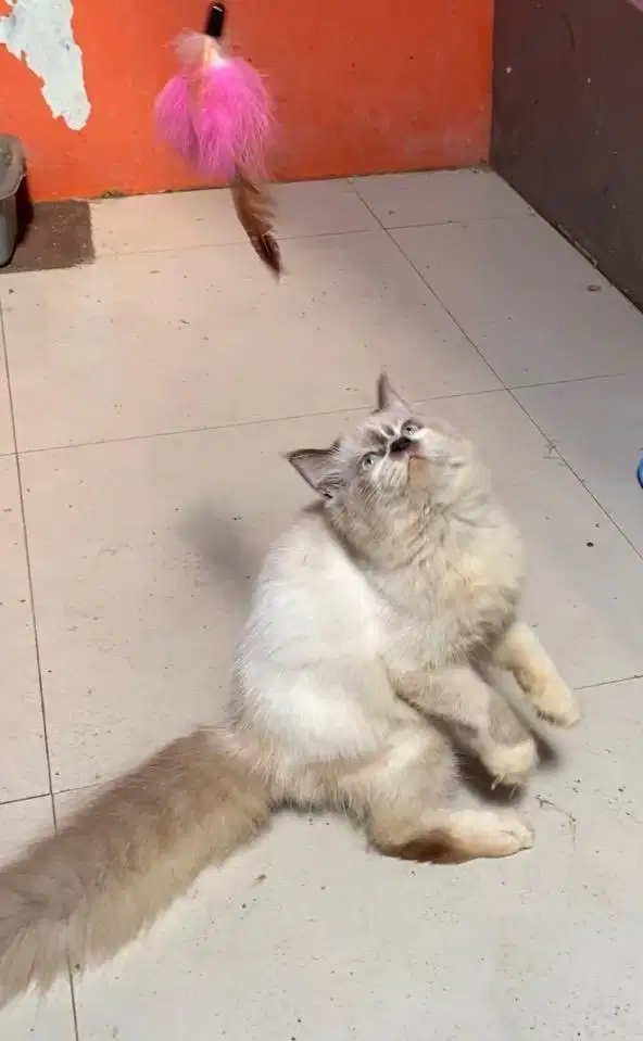 Kucing kitten ragdol midol jantan bigbone  usia 4.5 bulan