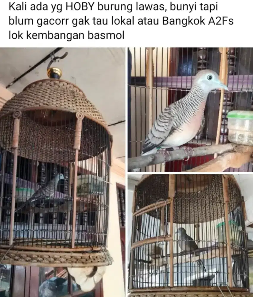 Kali ada yg mau lanjut rawat