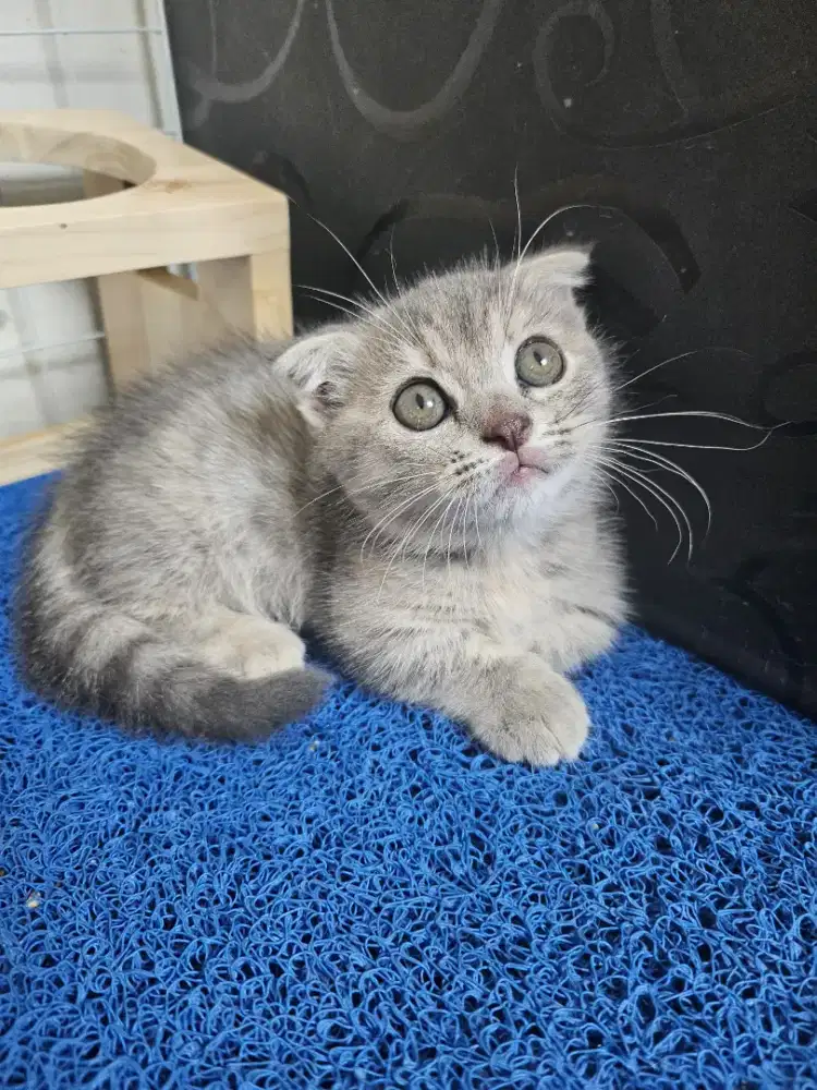 Kucing munchkin gaelic british shorthair