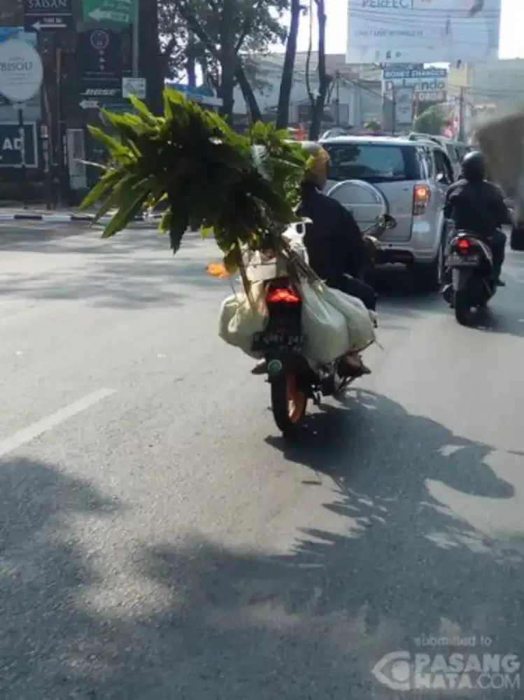 Cari 1orang Aja yg Memiliki Kereta Untuk Ngantar Pohon Mangga.