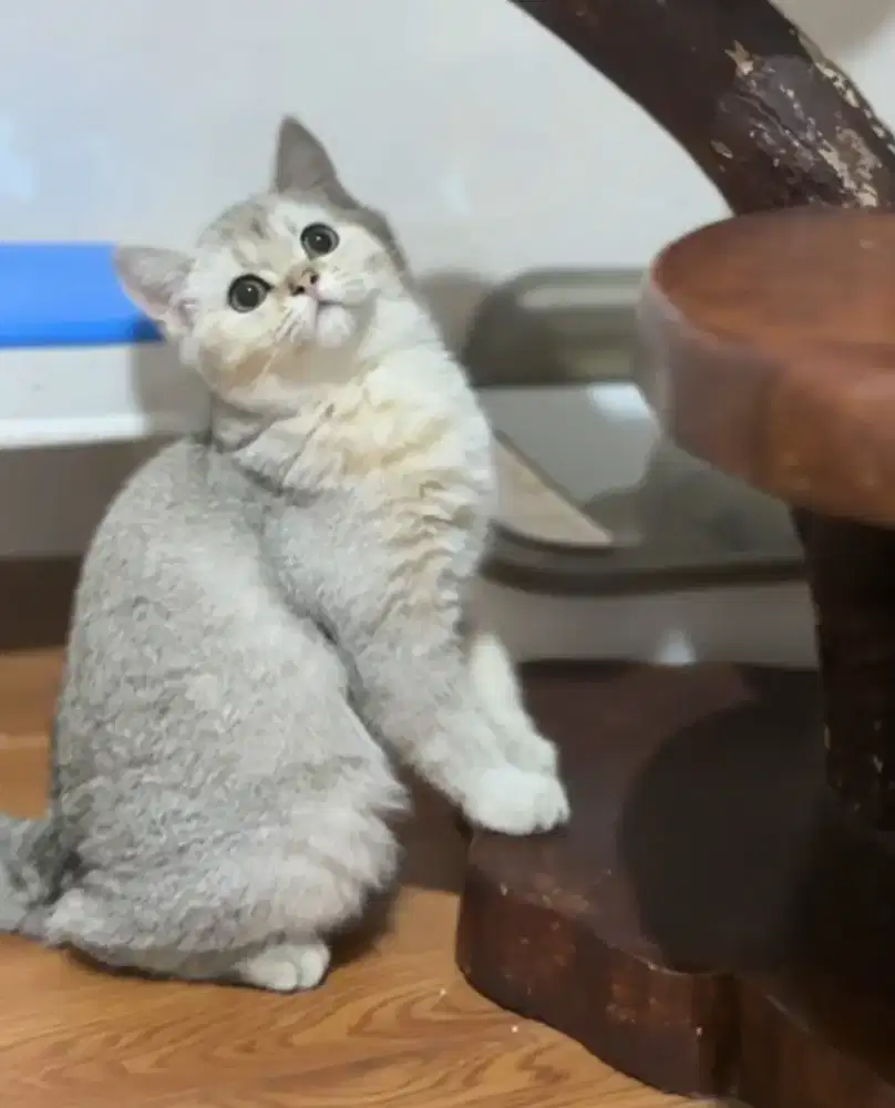 british shorthair betina silver